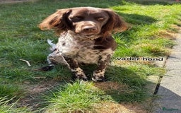 Labrador Retriever honden te koop: Mooie Pups Labrador/Duitsestaande Heidewachtel  - Afbeelding 5