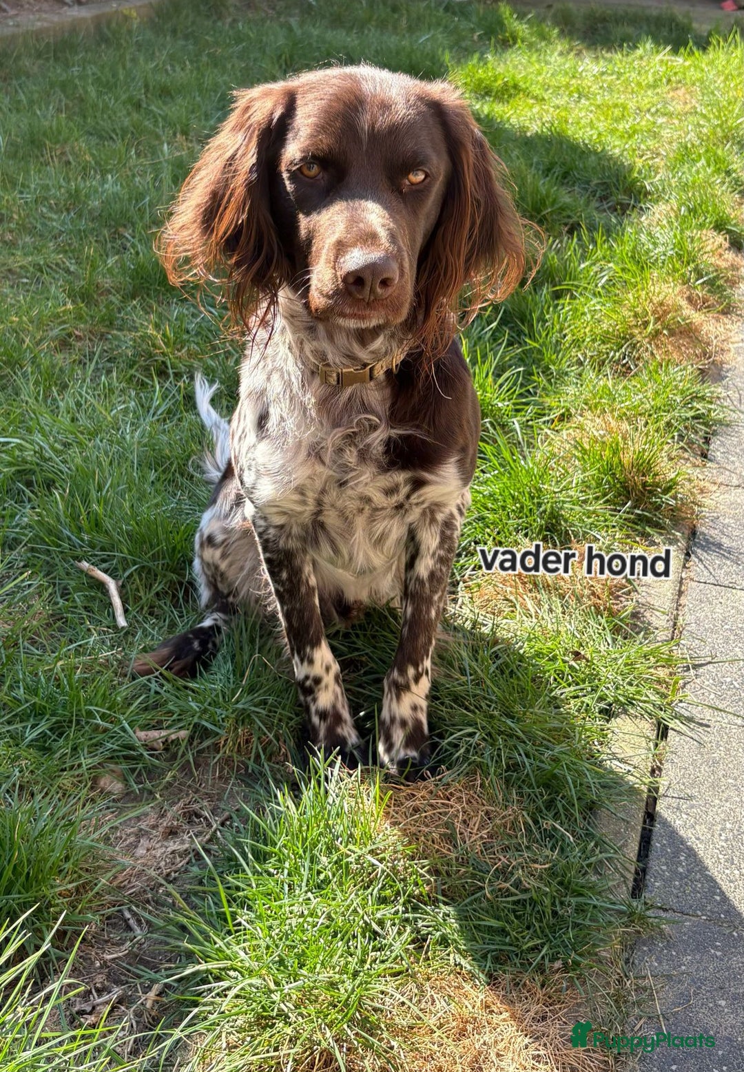 Labrador Retriever honden te koop: Mooie Pups Labrador/Duitsestaande Heidewachtel  - Afbeelding 5