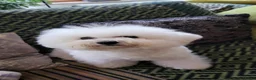 Bichon Frisé honden te koop: Prachtige Bichon Frisé met stamboom - Advertentie 18