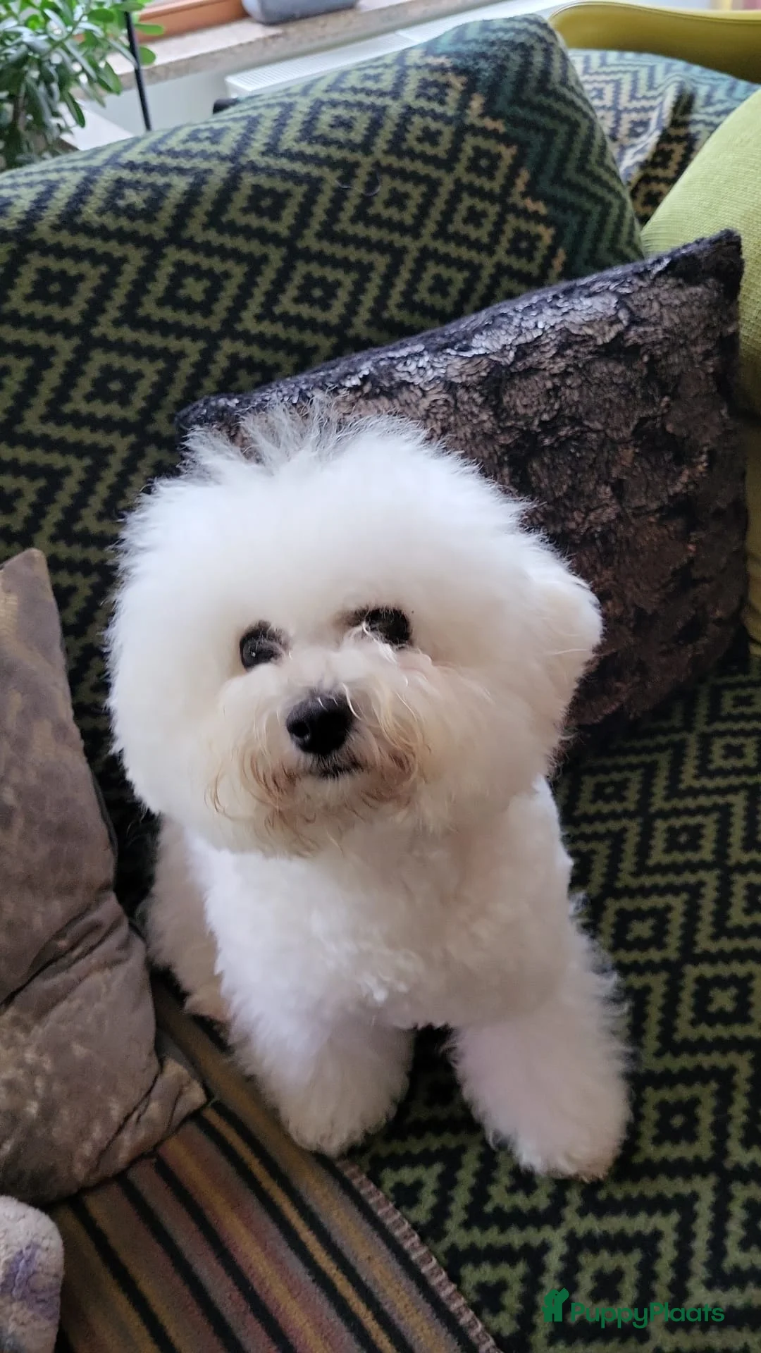 Bichon Frisé honden te koop: Prachtige Bichon Frisé met stamboom - Advertentie 18