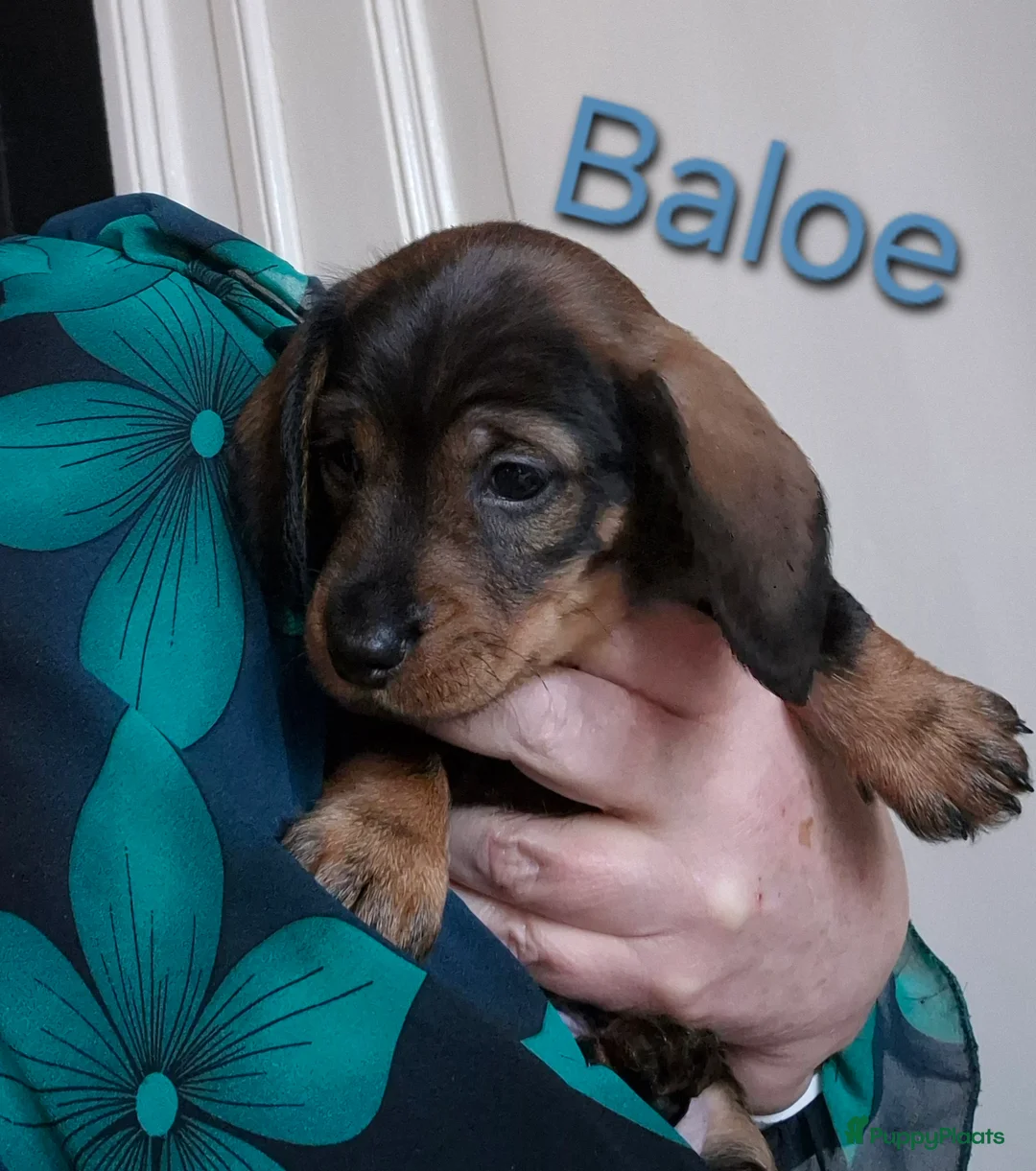 Kruising honden te koop: Zachte ruwhaar teckelpups 2x reu black/tan - Advertentie 3