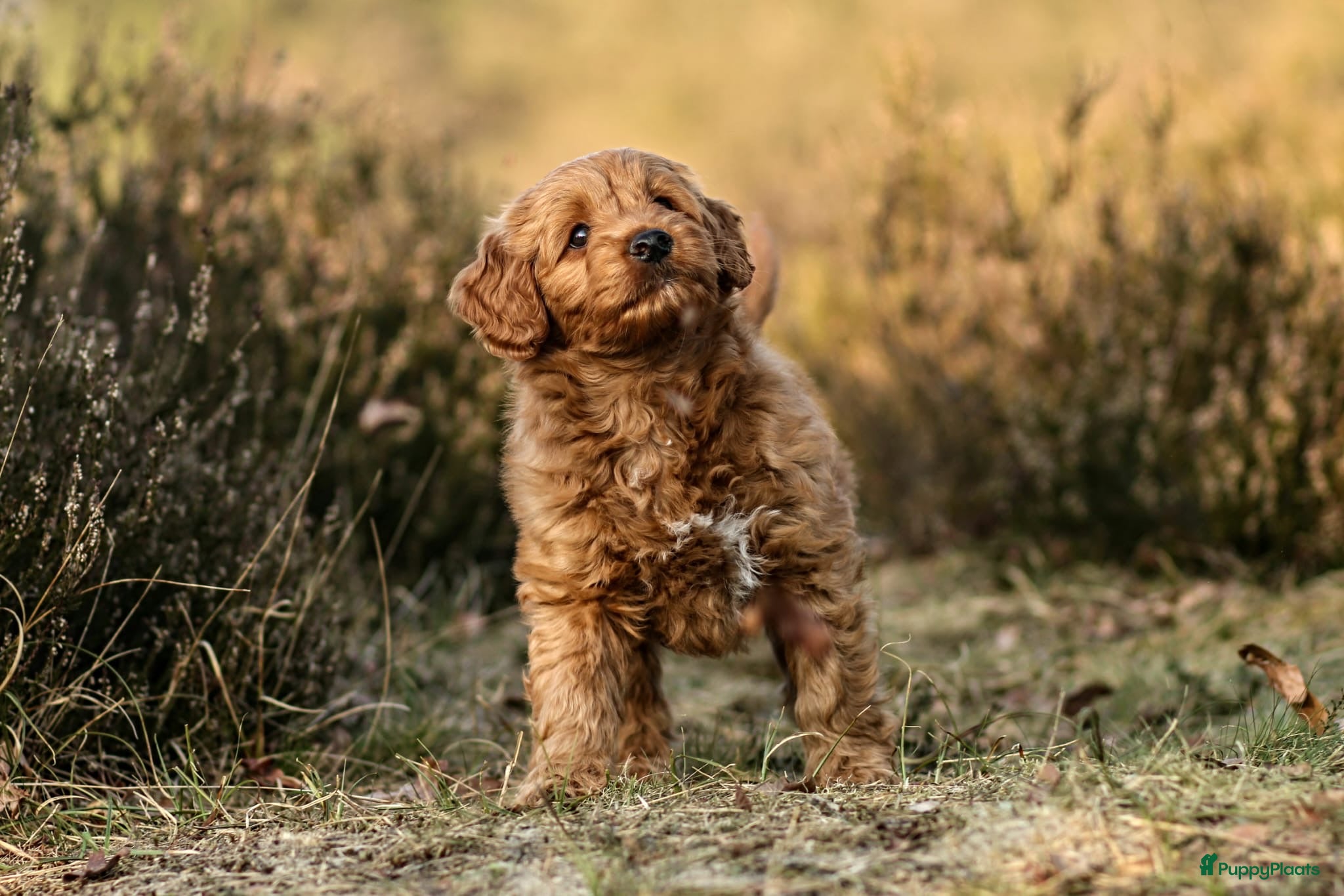 Labradoodle honden ter dekking: Labradoodle dekreu | Getest  in Sas van Gent - Advertentie 3