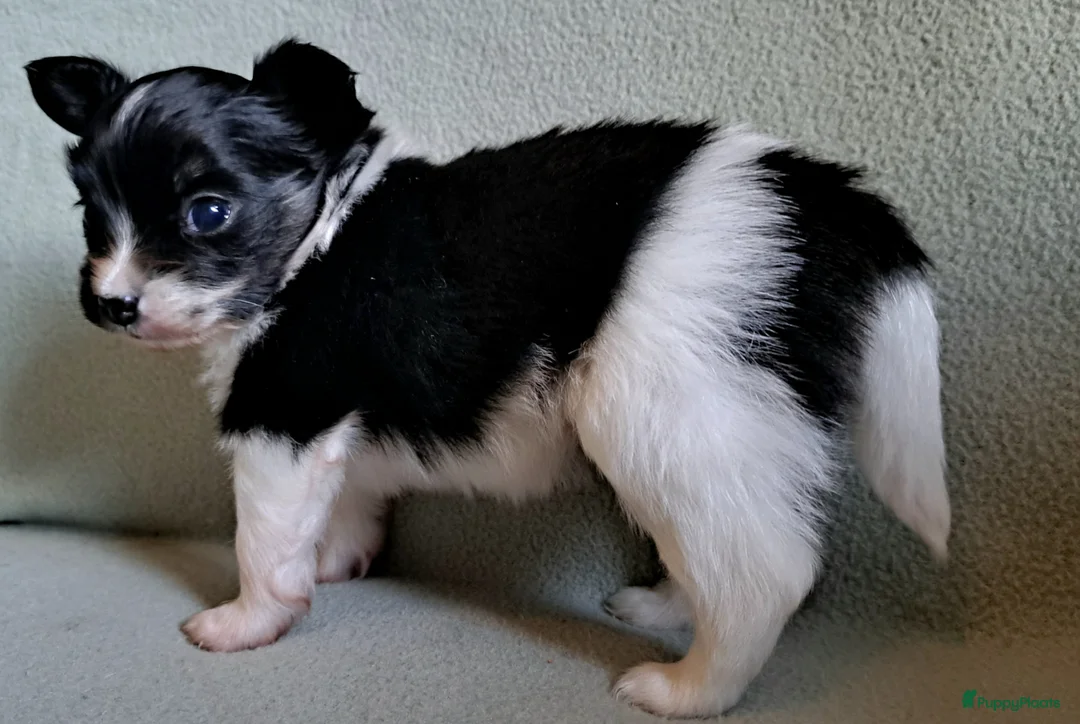 Vlinderhondje honden te koop: Prachtig Vlindertje - Advertentie 2