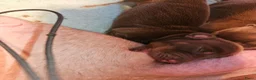 Dwergteckel honden te koop: Dwergteckel pups - Advertentie 3