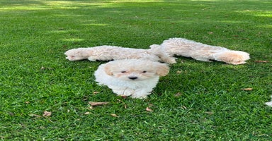Maltipoo honden - Advertentie 6