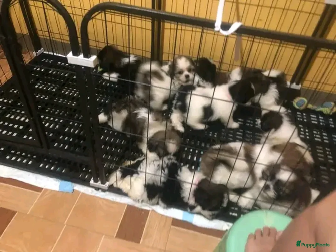 Shih Tzu honden ter adoptie: schattige Shih Tzu-puppy's 🐶   - Advertentie 3