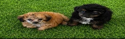 Poedel Toy honden te koop: Drie toy poedel pupjes  - Advertentie 5