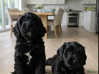 Australian Labradoodle honden Australische Labradoodles - Advertentie 5