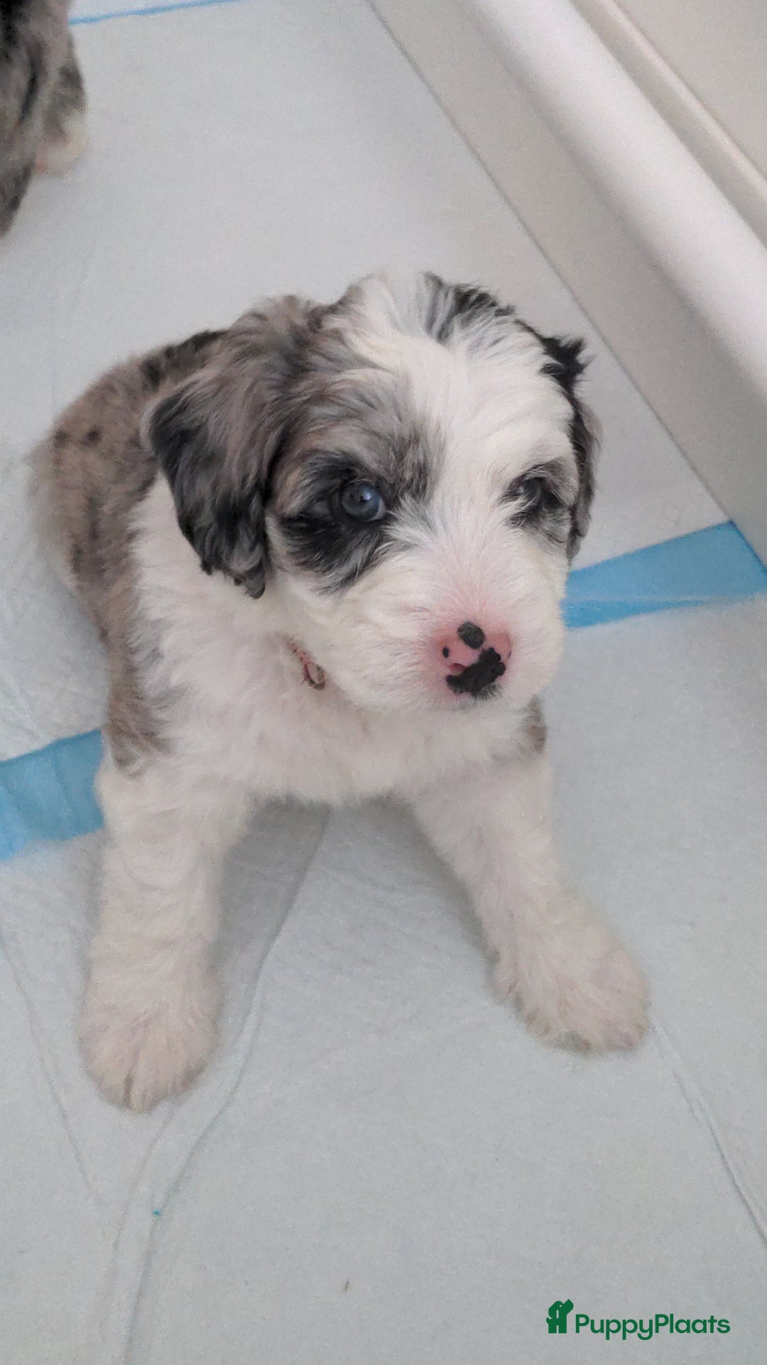 Kruising honden te koop: Mooi, lief en slim! hypoallergene Spaanse aussies - Afbeelding 8