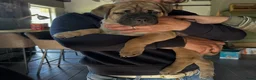 Bullmastiff honden te koop: Bullmastiff pups raszuiver in Heusden - Advertentie 7