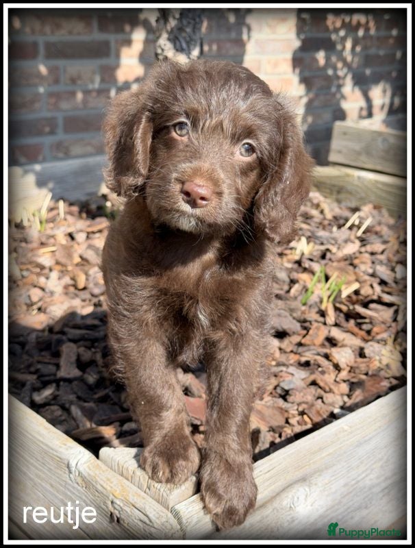 Kruising honden Boompoo middelslag pups. Poedel x Boomer - Advertentie 2