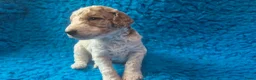 Cockapoo honden te koop: Hele mooie cockapoo pupjes - Advertentie 4