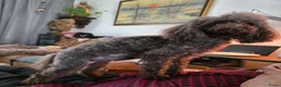 Poedel Toy honden te koop: Toypoedel Bibi Choco kleur  - Advertentie 2