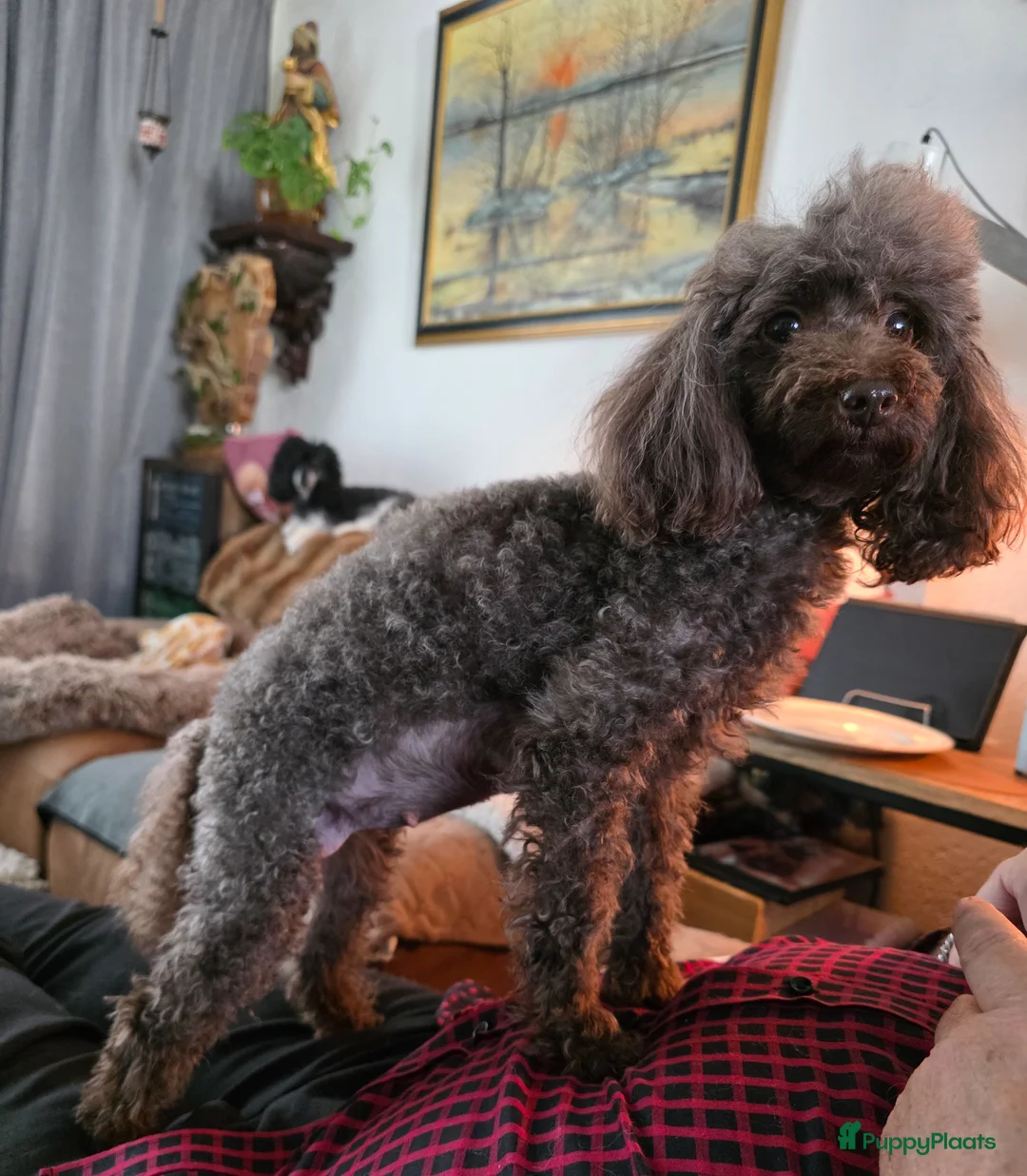 Poedel Toy honden te koop: Toypoedel Bibi Choco kleur  - Advertentie 2