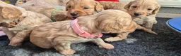 Cockapoo honden te koop: Kleine maat cockapoo pups - Advertentie 7