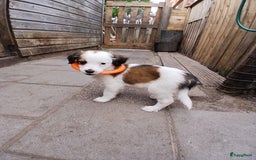 Kooikerhondje honden te koop: Kooikerhondje reu in Twijzelerheide - Afbeelding 3