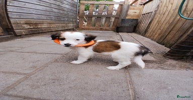 Kooikerhondje honden in Twijzelerheide - Advertentie 6
