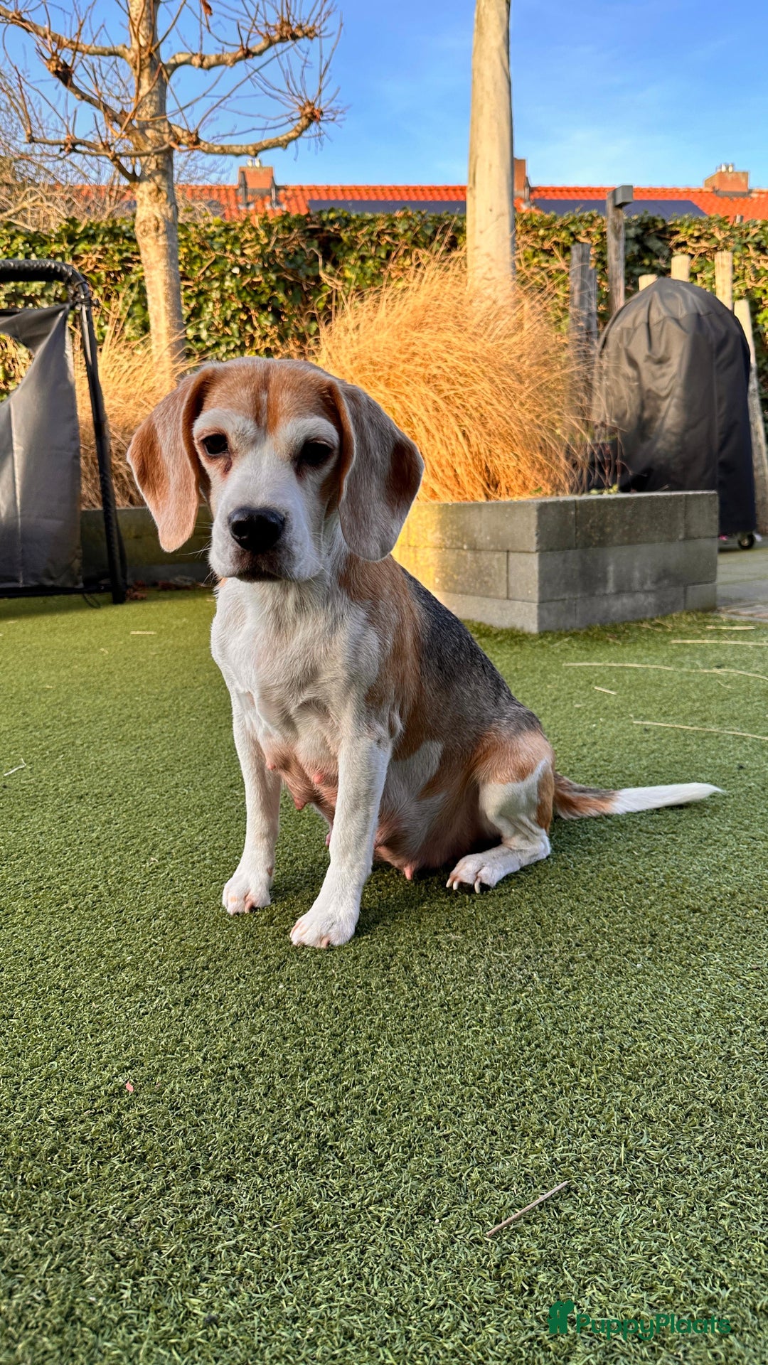 Beagle honden te koop: Vier lieve Beagle puppy’s  - Advertentie 9