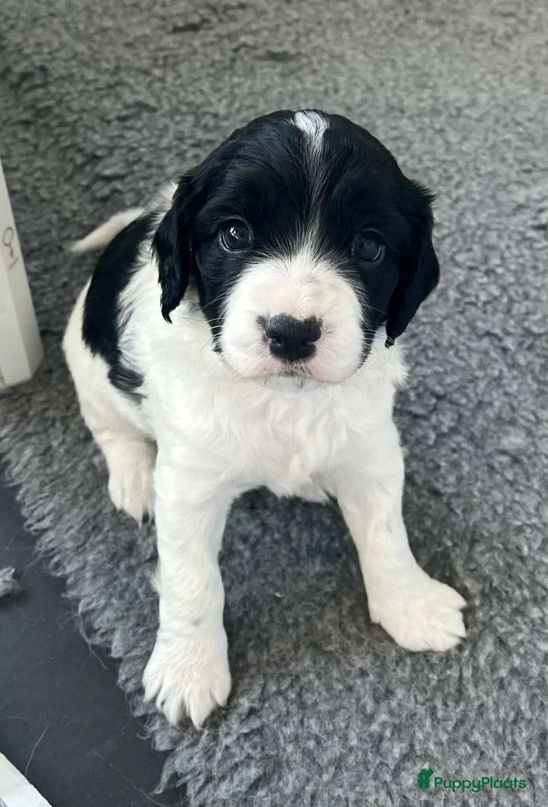 Kruising honden te koop: Knappe Springer Kooikers - Advertentie 2