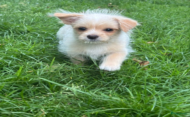 Boomer honden - Advertentie 2