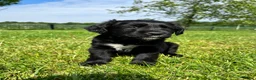 Kruising honden te koop: Kruising Labrador met Golden retriever - Advertentie 7