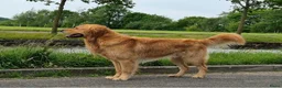 Goldador honden te koop: Golden retriever pups in Swifterbant - Advertentie 16