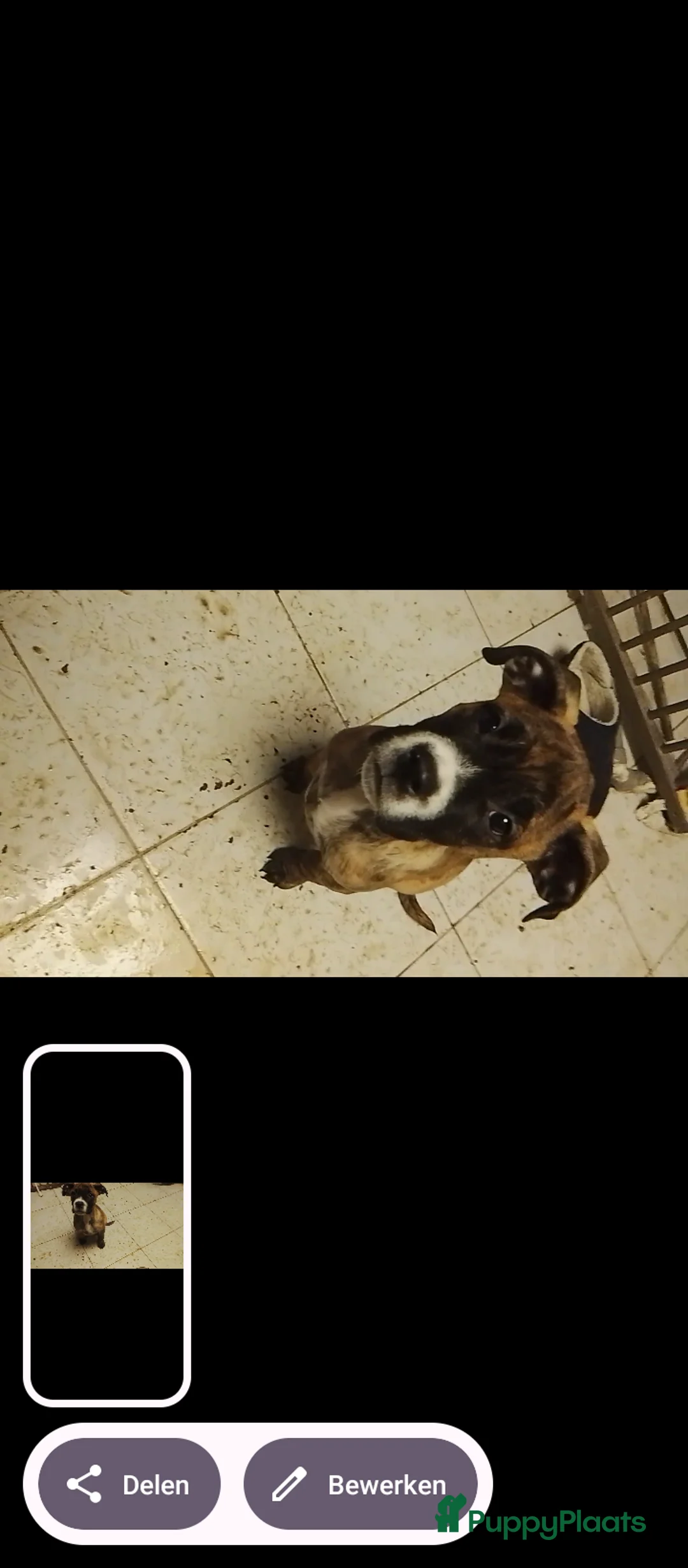 Kruising honden te koop: Fila nrasileiro/pressa de canario - Advertentie 2