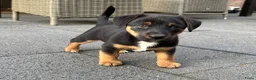 Jack Russel Terriër honden te koop: 5 lieve jack Russell puppy’s  - Advertentie 5