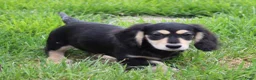 Teckel (langhaar) honden te koop: Teckel pup Black & cream - Advertentie 5