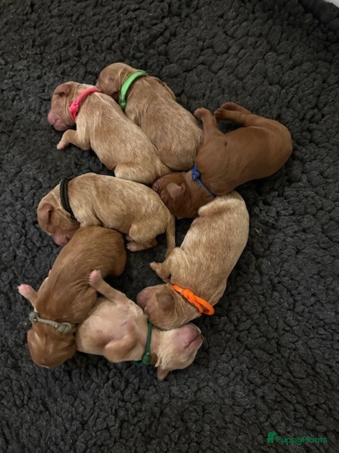 Australian Labradoodle honden te koop: Puppy zoekt gouden mand - Advertentie 7