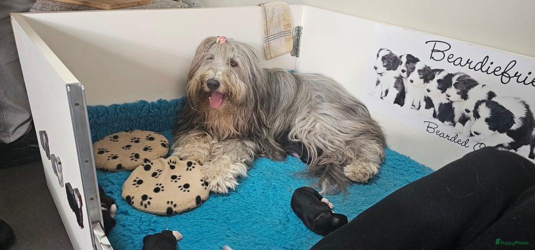 Bearded Collie honden te koop: Yoshi en Mario zoeken opnieuw hun gouden mandje! - Advertentie 9