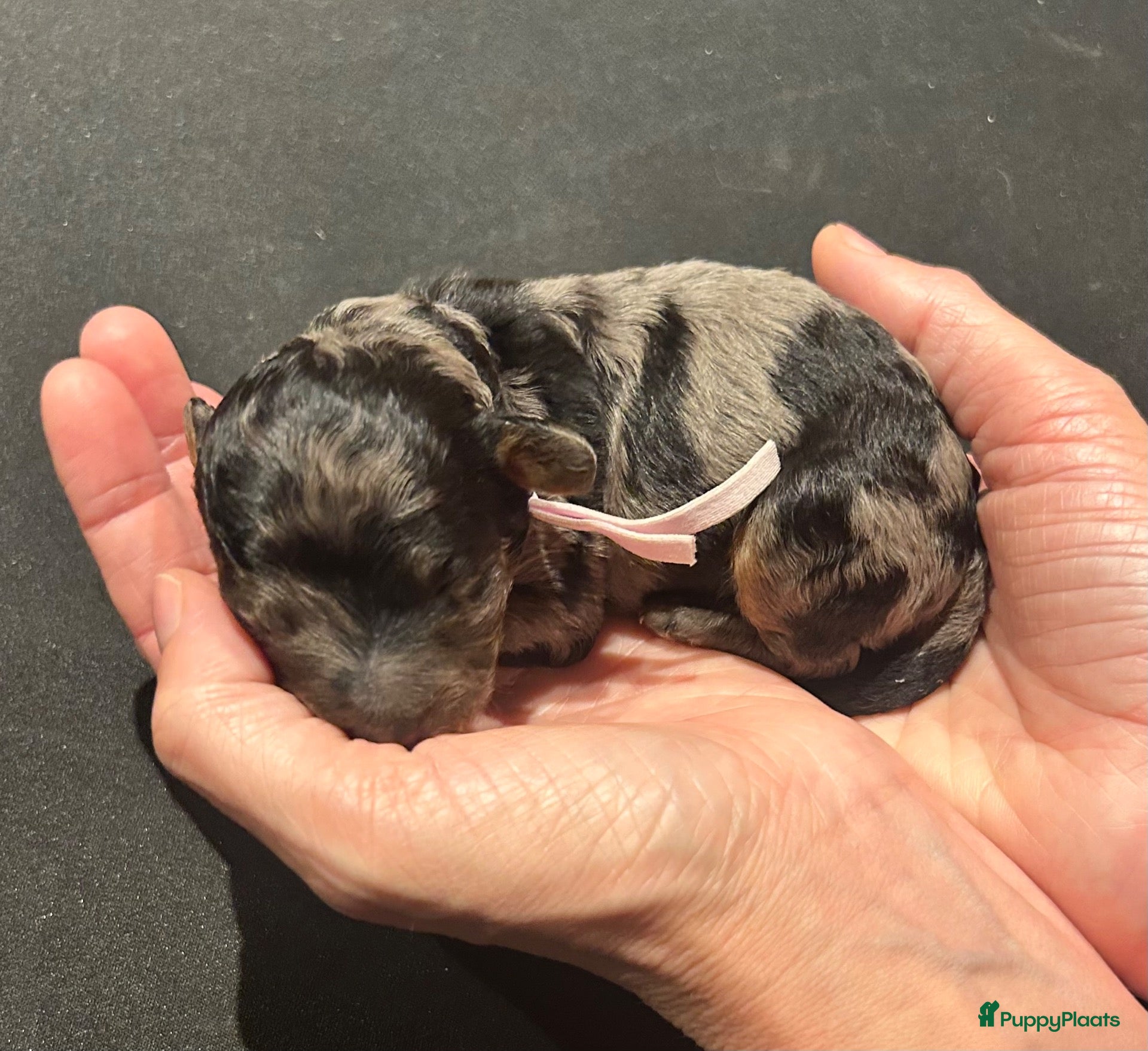 Dwergpoedel honden te koop: Prachtige dwergpoedelpups met exclusieve kleur! - Advertentie 1