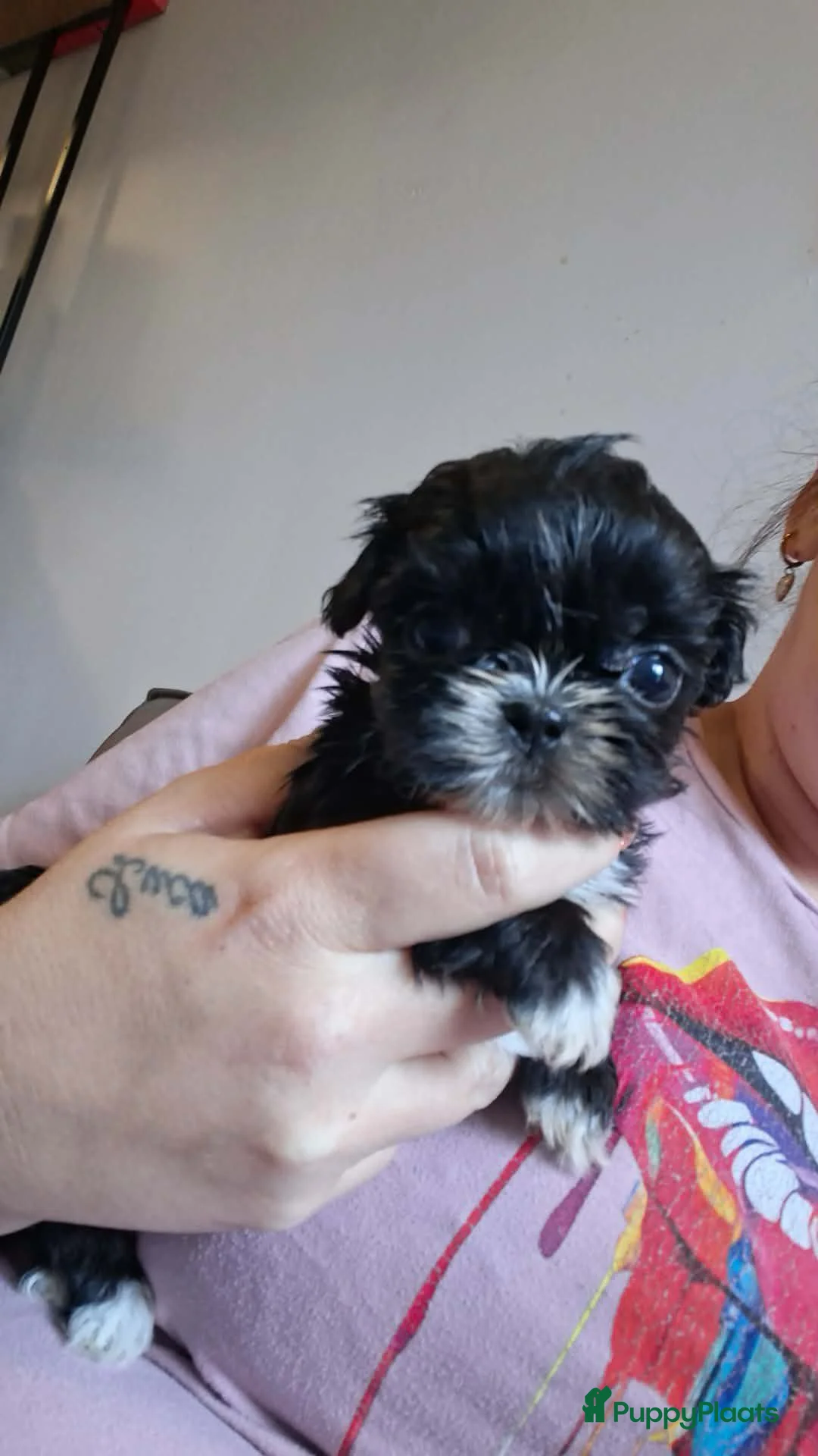 Shih Tzu honden te koop: Shih tzu pup - Advertentie 2