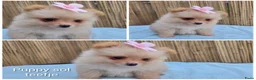 Pomeriaan honden te koop: Schattige Pommeriaan Puppy's  - Advertentie 17