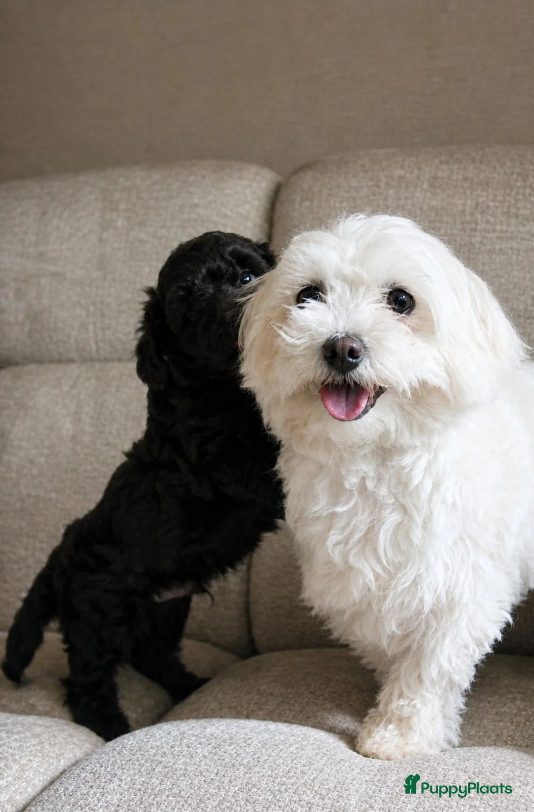 Maltipoo honden te koop: Sociale kleine Maltipoo puppy’s 🥰 - Advertentie 2