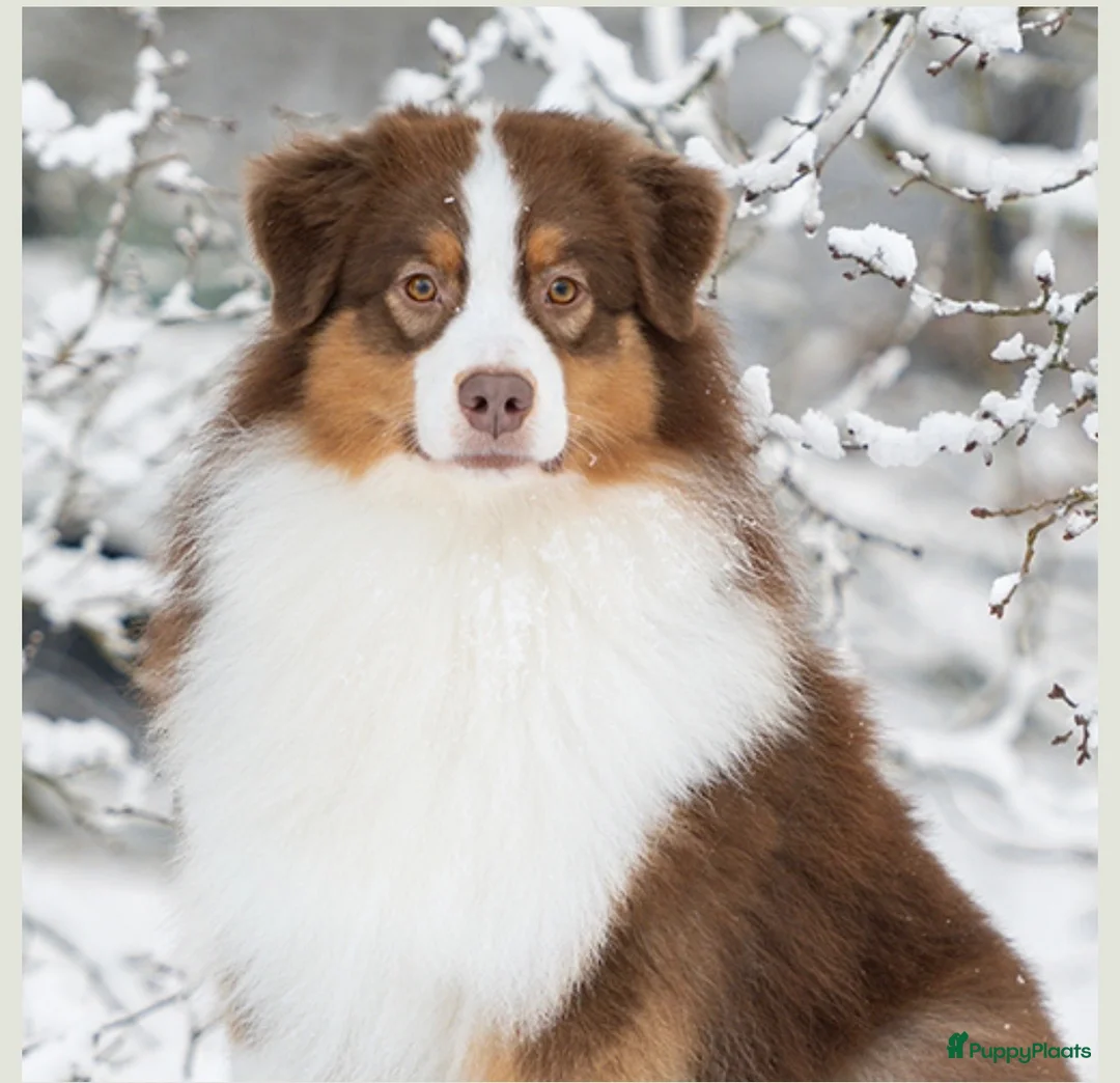 Australian Shepherd honden te koop: Preview nestje verwacht rond 10 oktober - Advertentie 2