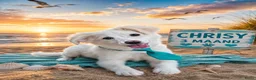 Kruising honden te koop: Deze 5 lievrrds zoeken baasje - Advertentie 1