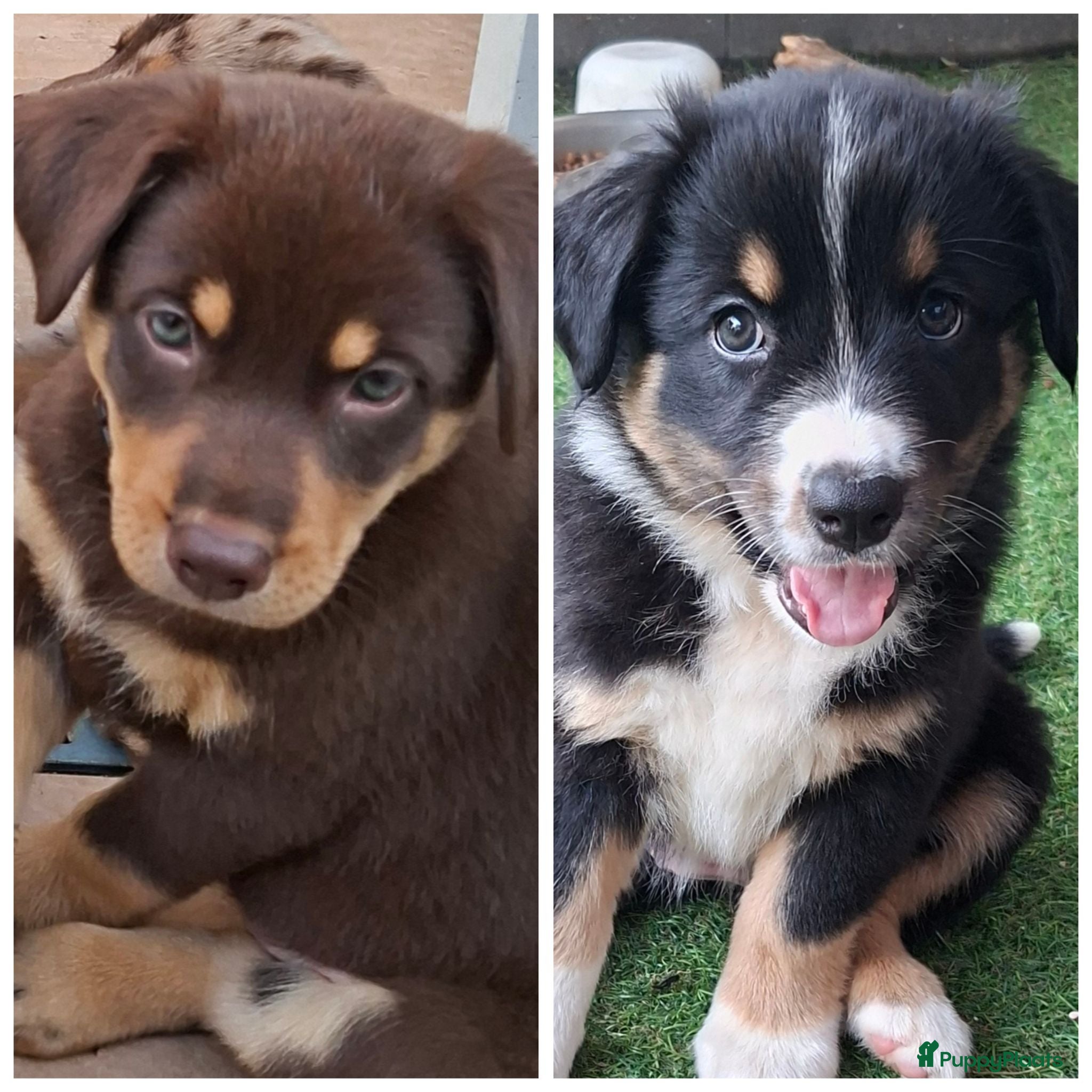 Australian Shepherd honden (7 weken oude)2 mooie austrailian shepherds pups - Advertentie 12