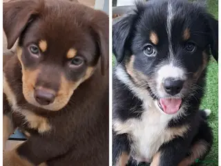 Australian Shepherd honden (7 weken oude)2 mooie austrailian shepherds pups - Advertentie 12