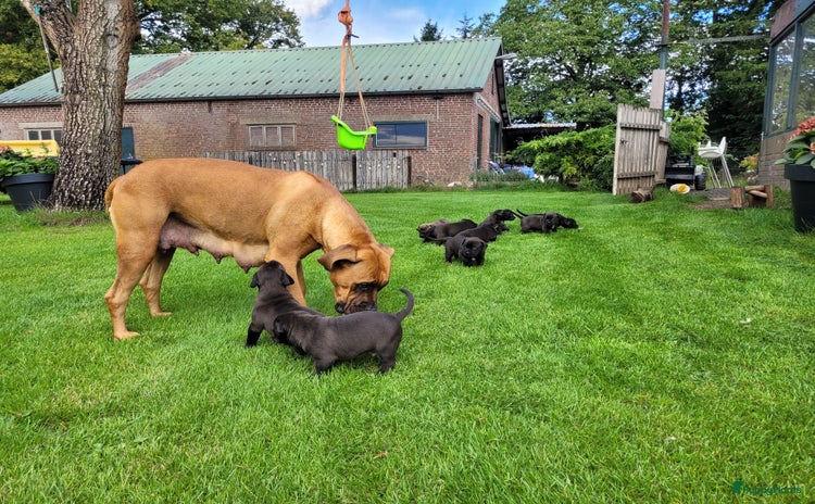 Kruising honden - Advertentie 3