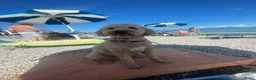 Goldendoodle honden te koop: Goldendoodle Pups verwacht 09/06 - Advertentie 3