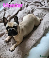 Kruising honden - Advertentie 2