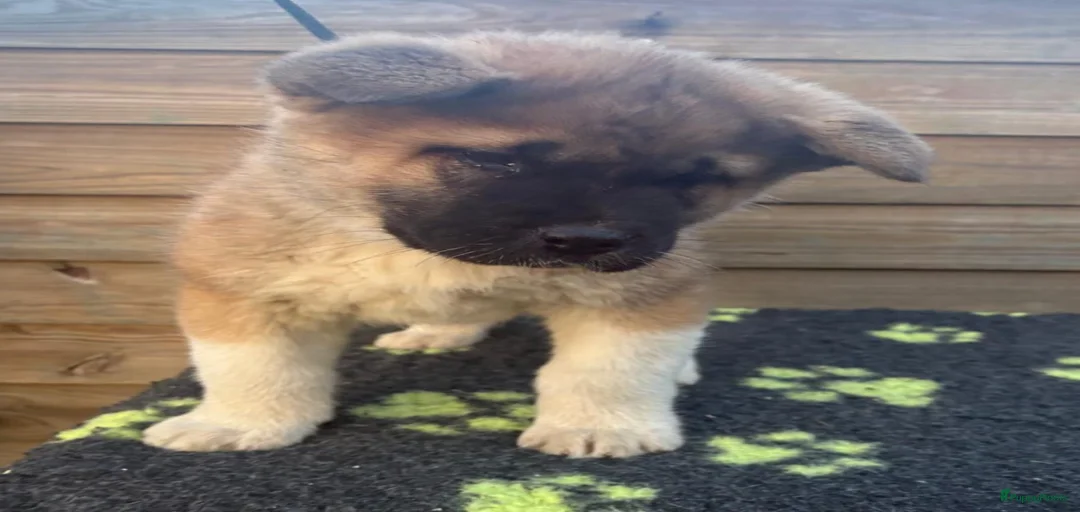 Galerij afbeelding {{count}}