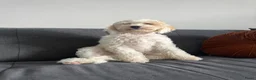 Australian Labradoodle honden te koop: Australian Labradoodle teefje - Advertentie 9