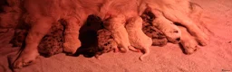 Kruising honden te koop: Corgi kruising x australian shepherd x pups - Advertentie 16