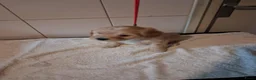 Labradoodle honden te koop: mooie pups labradoodles  3 reutjes - Advertentie 5