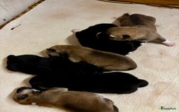 Shiba honden te koop: Shiba inu in Genk - Afbeelding 29