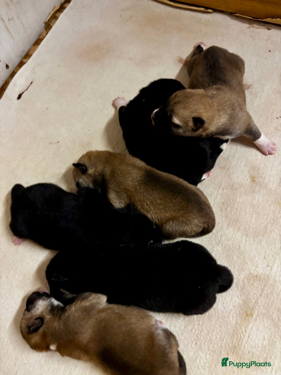 Shiba honden te koop: Shiba inu in Genk - Afbeelding 29