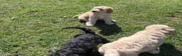 Labradoodle honden te koop: Hele mooie medium Labradoodle pups - Advertentie 10