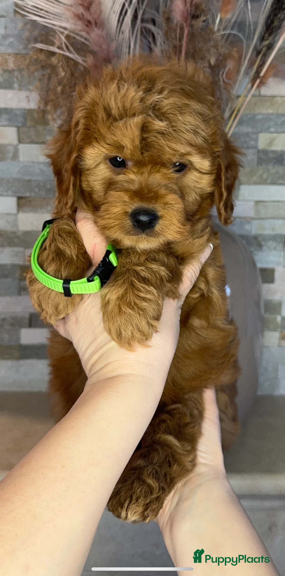 Goldendoodle honden te koop: Prachtige goldendoodle mini s  - Advertentie 2